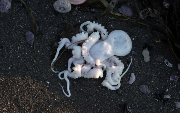 Foto - Koronavirüsü gölgede bıraktı! Binlercesi aynı anda...