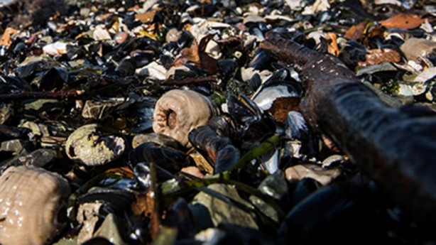 Koronavirüsü gölgede bıraktı! Binlercesi aynı anda...