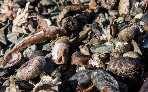 Foto - Koronavirüsü gölgede bıraktı! Binlercesi aynı anda...