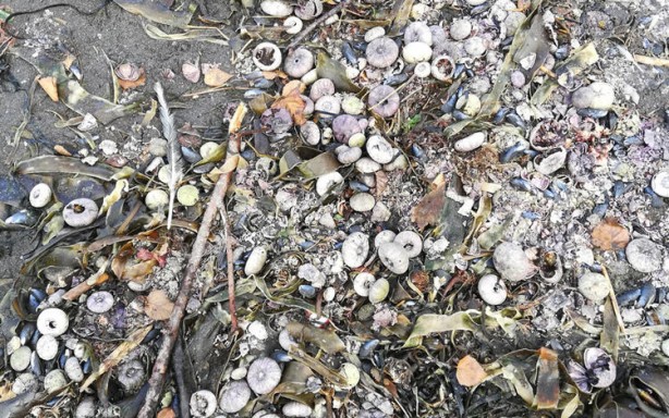 Foto - Koronavirüsü gölgede bıraktı! Binlercesi aynı anda...