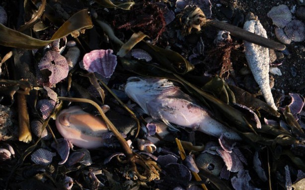 Foto - Koronavirüsü gölgede bıraktı! Binlercesi aynı anda...