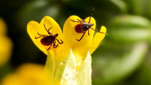Foto - Koronavirüsün ardından tedirgin eden açıklama: O ölümcül tehlike mutasyon geçirdi