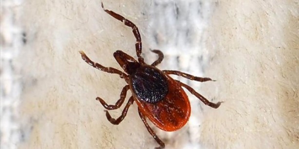 Foto - Koronavirüsün ardından tedirgin eden açıklama: O ölümcül tehlike mutasyon geçirdi