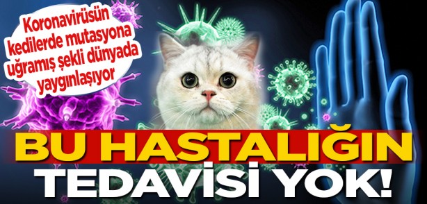 Foto - Koronavirüsün, kedilerde mutasyona uğramış şekli dünyada yaygınlaşıyor: Bu hastalığın tedavisi yok!