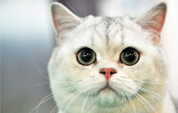 Foto - Koronavirüsün, kedilerde mutasyona uğramış şekli dünyada yaygınlaşıyor: Bu hastalığın tedavisi yok!