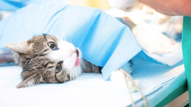 Foto - Koronavirüsün, kedilerde mutasyona uğramış şekli dünyada yaygınlaşıyor: Bu hastalığın tedavisi yok!