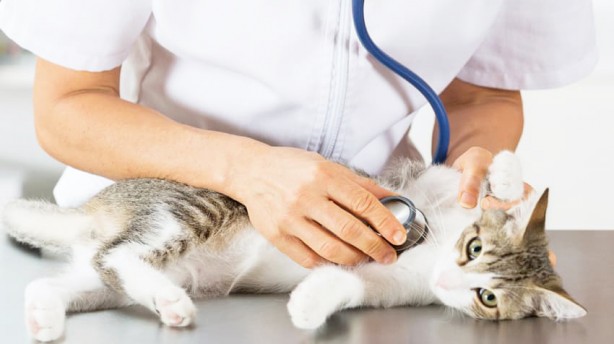 Koronavirüsün, kedilerde mutasyona uğramış şekli dünyada yaygınlaşıyor: Bu hastalığın tedavisi yok!