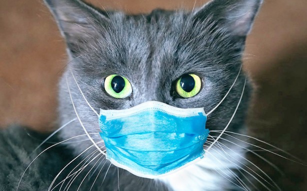 Foto - Koronavirüsün, kedilerde mutasyona uğramış şekli dünyada yaygınlaşıyor: Bu hastalığın tedavisi yok!