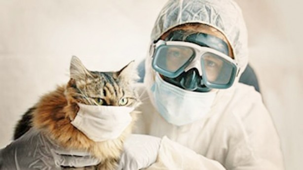 Foto - Koronavirüsün, kedilerde mutasyona uğramış şekli dünyada yaygınlaşıyor: Bu hastalığın tedavisi yok!