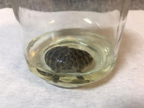 Foto - Koruma altına alınan siyam ikizi kaplumbağalar öldü