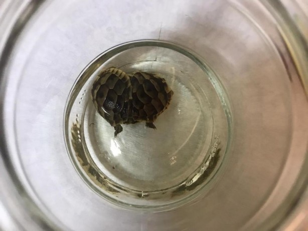 Foto - Koruma altına alınan siyam ikizi kaplumbağalar öldü