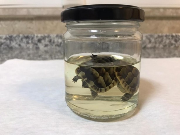 Koruma altına alınan siyam ikizi kaplumbağalar öldü