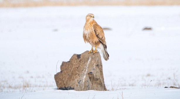 Foto - Koruma altındaki kızıl şahin Kars'ta avlanırken görüntülendi!