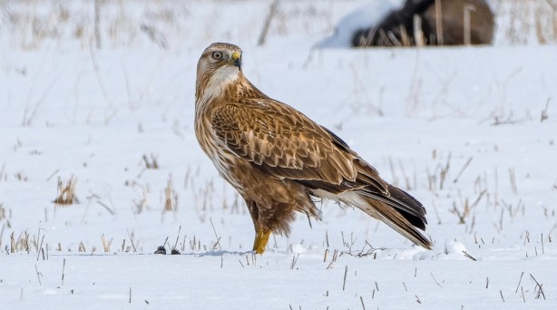 Koruma altındaki kızıl şahin Kars'ta avlanırken görüntülendi!