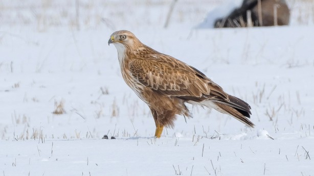 Foto - Koruma altındaki kızıl şahin Kars'ta avlanırken görüntülendi!