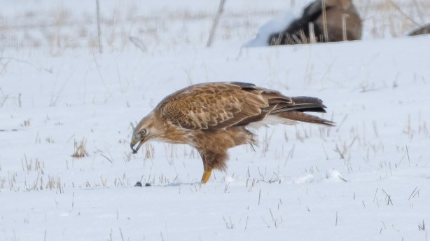 Foto - Koruma altındaki kızıl şahin Kars'ta avlanırken görüntülendi!