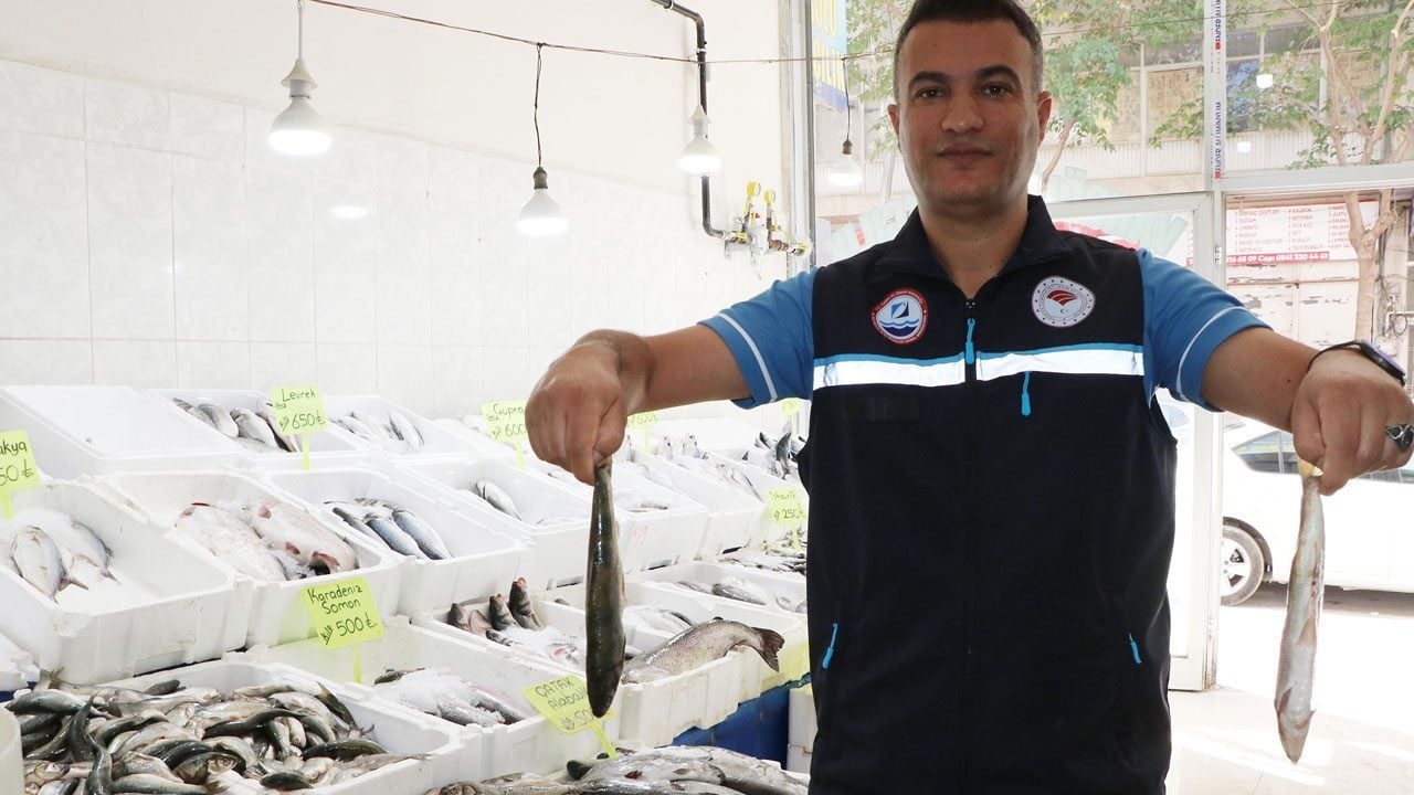 Koruma çalışmaları sonuç verdi! İnci kefali 20 yılda yüzde 30 büyüdü