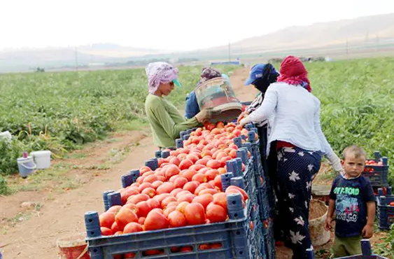 Foto - Kötü haber: Rusya'nın Türkiye'ye verdiği kota bitiyor! "Ellerinde koz olarak tutuyorlar"