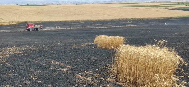 Foto - Kötü haberler peş peşe geliyor! Bir tarla daha yandı