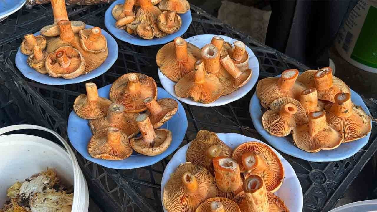 Foto - Kovalara doldurup pazara koşuyorlar: Kilosu 600 lirayı buldu