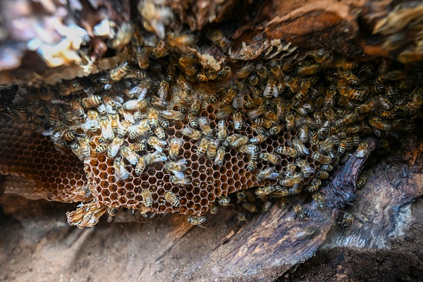 Foto - Kovandan kaçtılar ağacı bu hale getirdiler