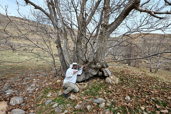 Foto - Kovandan kaçtılar ağacı bu hale getirdiler