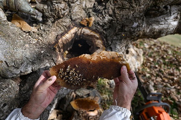 Foto - Kovandan kaçtılar ağacı bu hale getirdiler