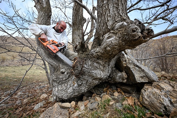 Foto - Kovandan kaçtılar ağacı bu hale getirdiler