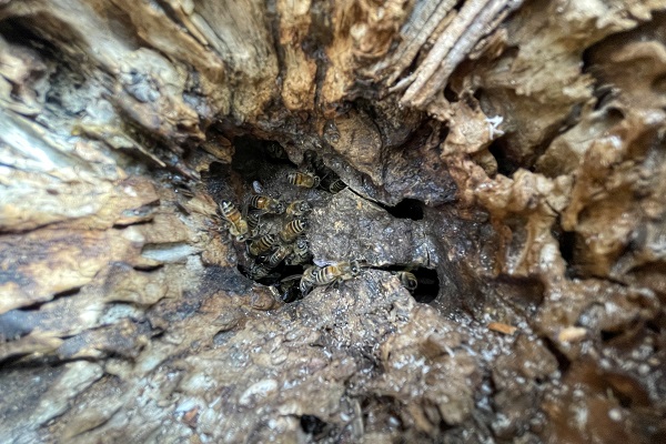 Kovandan kaçtılar ağacı bu hale getirdiler