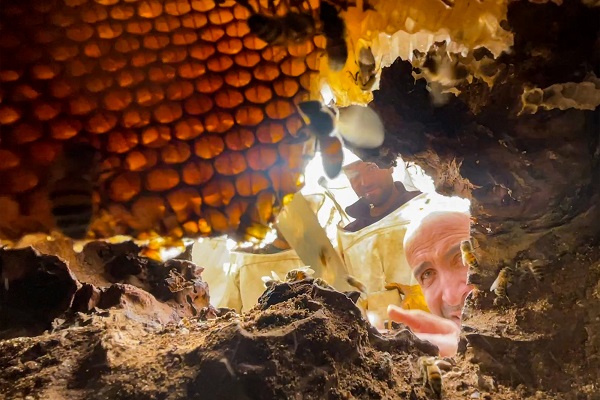 Foto - Kovandan kaçtılar ağacı bu hale getirdiler