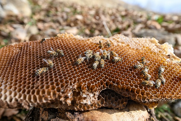 Foto - Kovandan kaçtılar ağacı bu hale getirdiler
