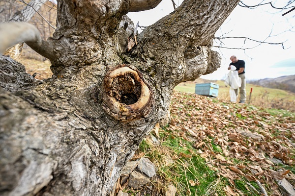 Foto - Kovandan kaçtılar ağacı bu hale getirdiler