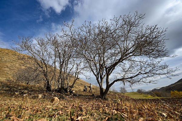 Foto - Kovandan kaçtılar ağacı bu hale getirdiler