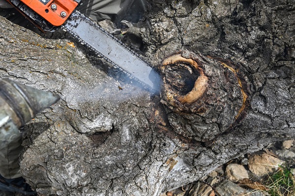 Foto - Kovandan kaçtılar ağacı bu hale getirdiler