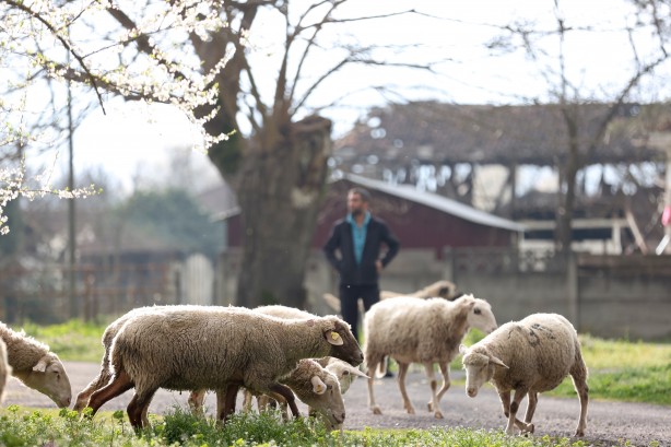 Foto - Köy hayatına 2 koyunla başladılar şimdi ise çiftlik sahibi oldular!