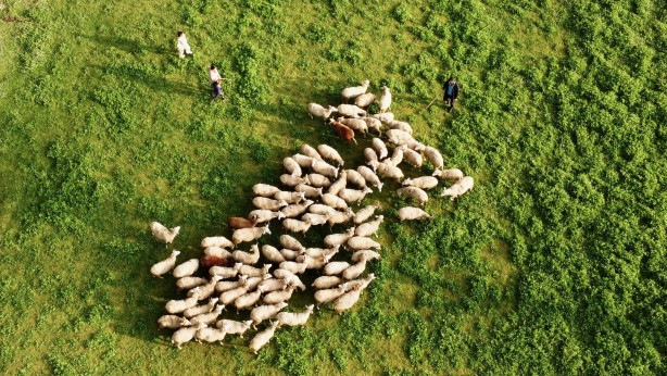 Foto - Köy hayatına 2 koyunla başladılar şimdi ise çiftlik sahibi oldular!