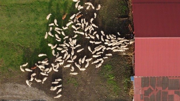 Foto - Köy hayatına 2 koyunla başladılar şimdi ise çiftlik sahibi oldular!