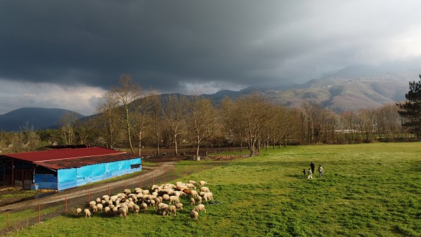 Foto - Köy hayatına 2 koyunla başladılar şimdi ise çiftlik sahibi oldular!