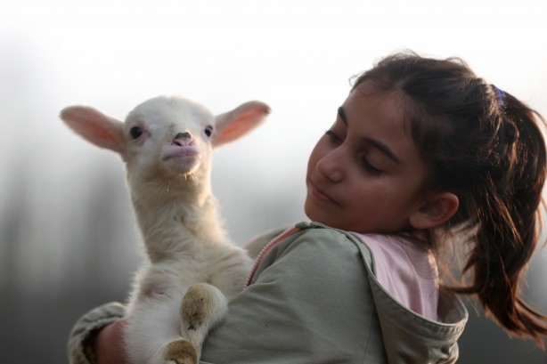 Foto - Köy hayatına 2 koyunla başladılar şimdi ise çiftlik sahibi oldular!