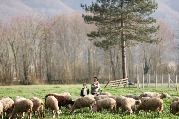 Foto - Köy hayatına 2 koyunla başladılar şimdi ise çiftlik sahibi oldular!