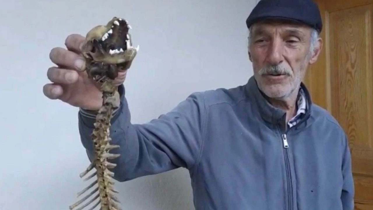 Köy muhtarı şoke oldu! Ahırda 55 santimlik iskelet bulundu