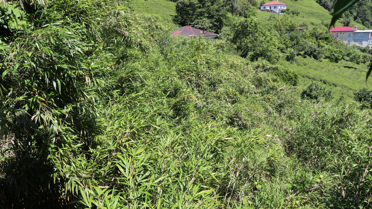Foto - Köy sakinleri canından bezdi! Bir köy yok olma tehlikesiyle karşı karşıya