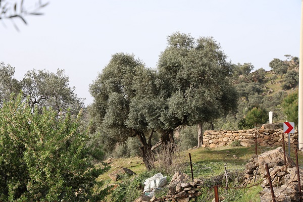 Foto - Köye gelenler ne olduğuna anlam veremiyor! Bu mezarlıkların sırrı ne? 