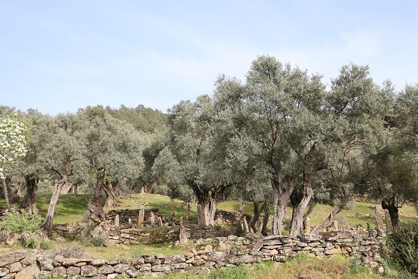 Köye gelenler ne olduğuna anlam veremiyor! Bu mezarlıkların sırrı ne? 