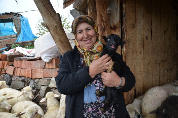 Foto - Köye inen aç kurtlar 24 küçükbaş hayvanı telef etti