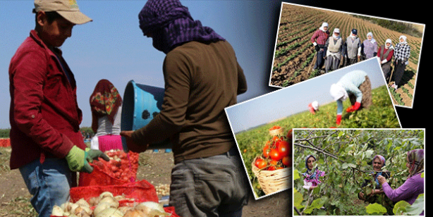 Köylerde genç kalmadı. Tarlada ve ahırda çalışacak işçi bulunamıyor! Suriyeliler olmasa aç kalacağız