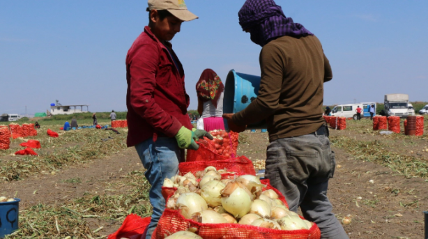Foto - Köylerde genç kalmadı. Tarlada ve ahırda çalışacak işçi bulunamıyor! Suriyeliler olmasa aç kalacağız