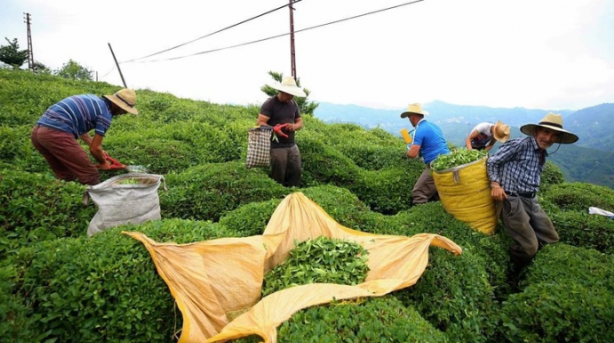 Foto - Köylerde genç kalmadı. Tarlada ve ahırda çalışacak işçi bulunamıyor! Suriyeliler olmasa aç kalacağız