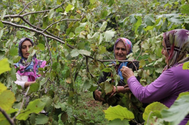Foto - Köylerde genç kalmadı. Tarlada ve ahırda çalışacak işçi bulunamıyor! Suriyeliler olmasa aç kalacağız