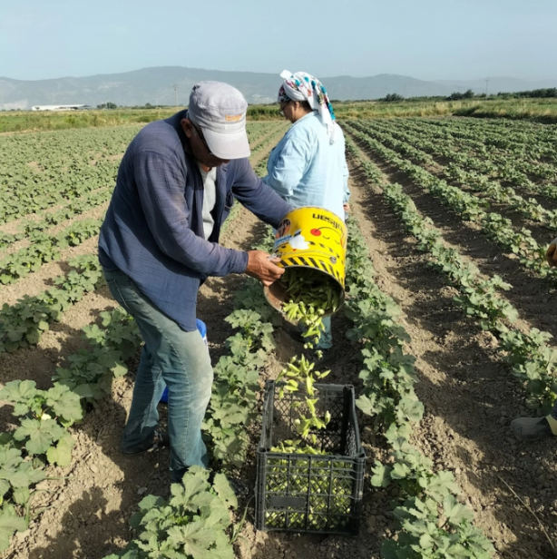 Foto - Köylerde genç kalmadı. Tarlada ve ahırda çalışacak işçi bulunamıyor! Suriyeliler olmasa aç kalacağız